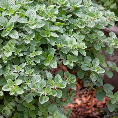 Picture of Oregano Greek